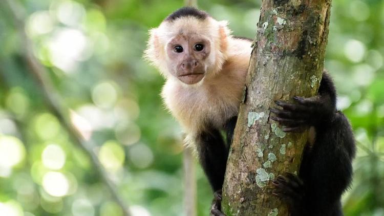 Bilim insanları: Koronavirüs ilaçları Java maymunlarında test edilebilir