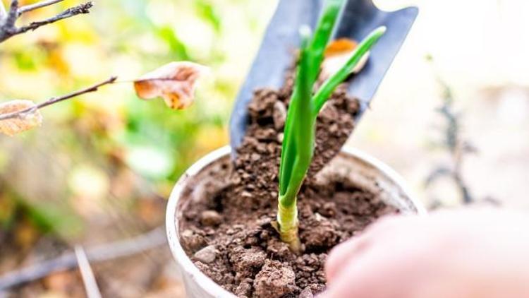 Evde saksıda taze soğan nasıl yetiştirilir