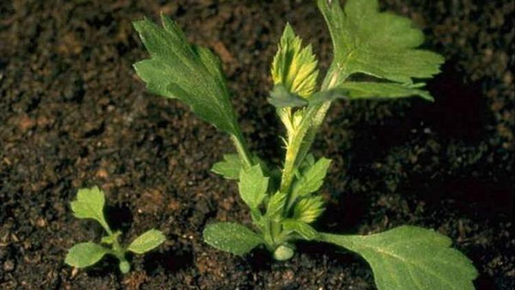 Artemisia bitkisi (pelin otu) nedir Artemisia bitkisi ne için kullanılır