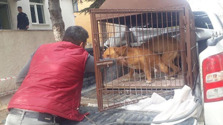 Pitbullu sokakta gezdiren kişiye 19 bin TL ceza