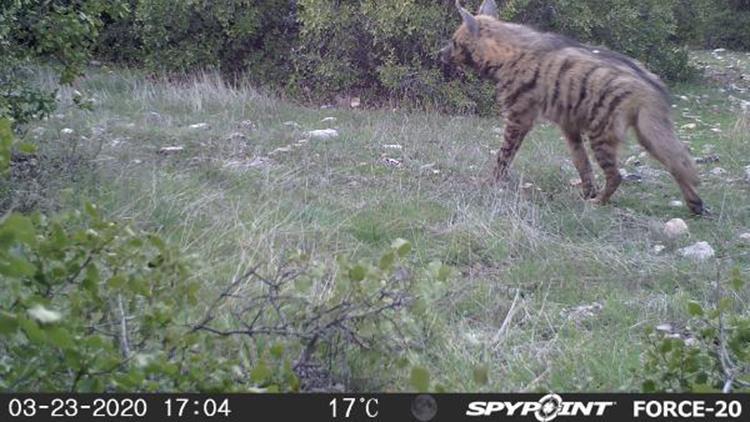 Kahramanmaraşta çizgili sırtlan ve porsuk fotokapanla görüntülendi