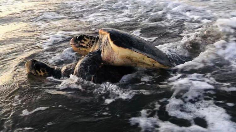 Koronavirüs tedbiri caretta carettaların yaşam şansını artırdı