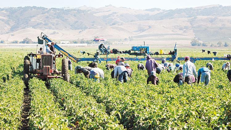 Bilim Kurulu mevsimsel tarım işçileri için karar aldı: İşçi Çadırları arasına virüs mesafesi