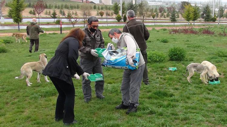 Doğadaki sahipsiz hayvanlar onlara emanet