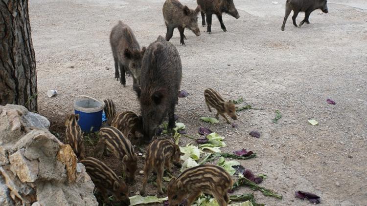 Bodruma yaban domuzları indi