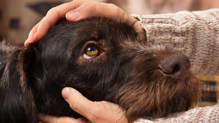 Kabahatler Kanunu’na göre değil Ceza Kanunu’nu göre ceza verilmeli