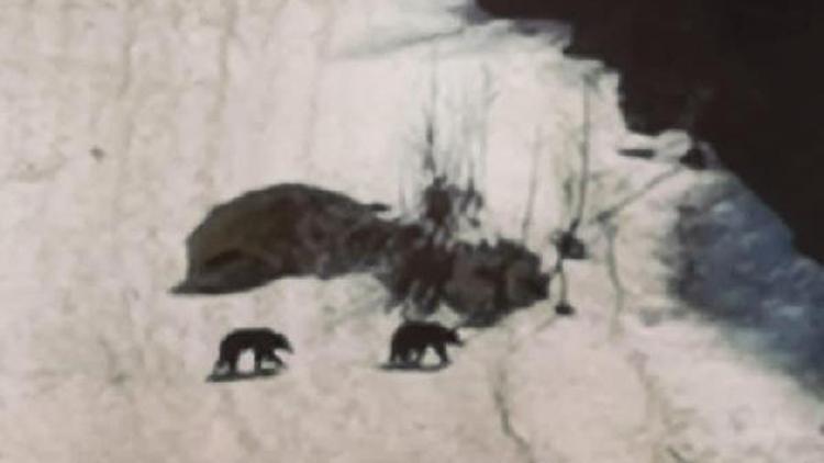 Boz ayılar Ayder Yaylası’nda