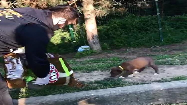 Sultangazide polis sokak köpeklerini besledi