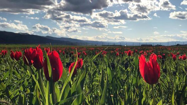 Muş lalelerini ziyarete koronavirüs engeli