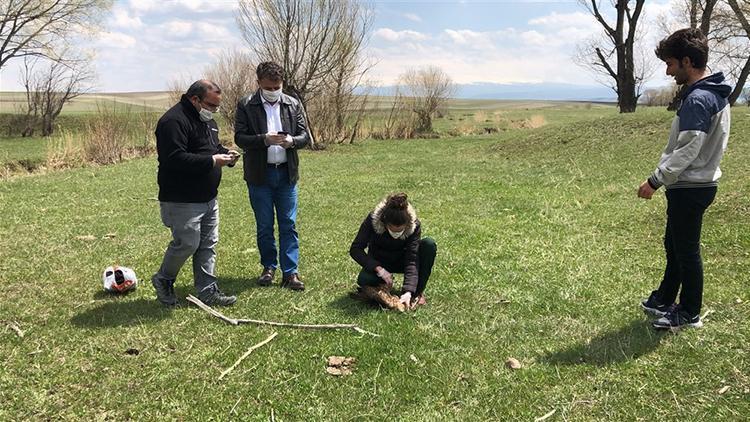 Ermenistan sınırında ölü bulunan şahinlere, mikrobiyolojik inceleme
