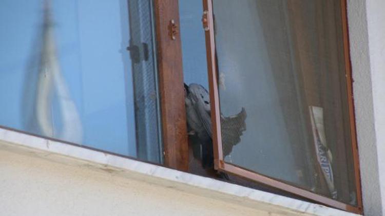 Pencere ile sineklik arasına sıkışan güvercin için seferber oldular