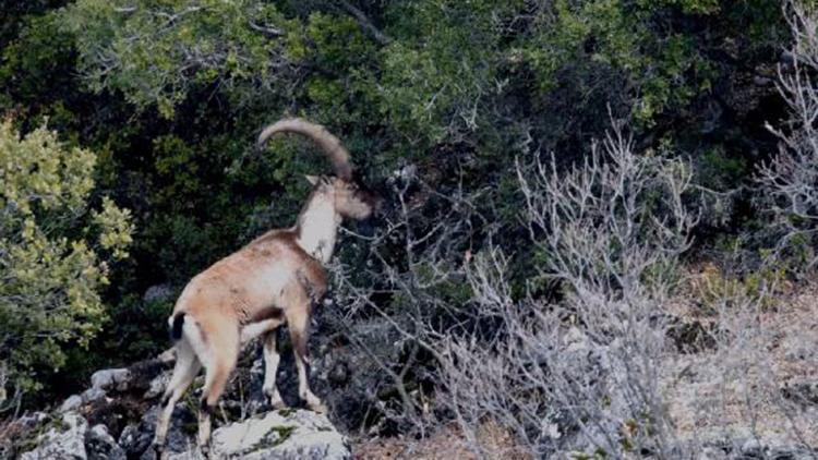 Toros Dağlarındaki yaban keçileri dronla görüntülendi