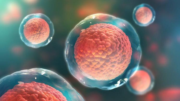 Türk bilim insanları aşı için 3 yeni hücre besiyeri geliştirdi