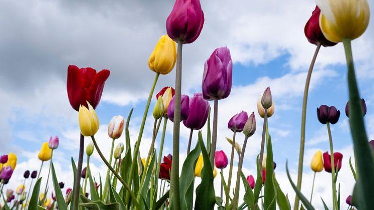 Keukenhof bu yıl kapılarını internetten açtı