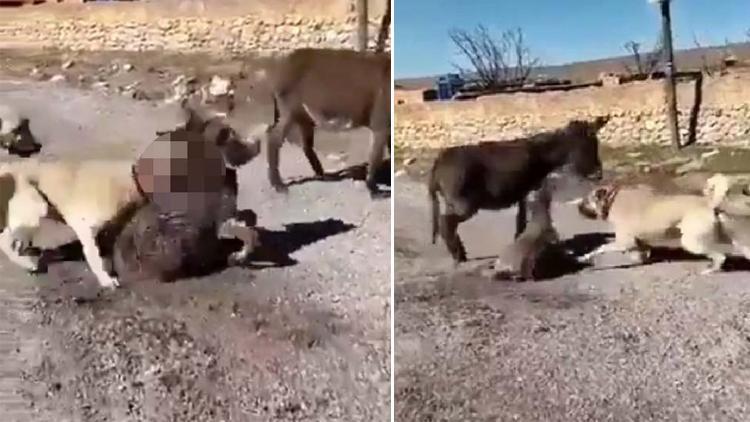 Sokak köpeğini 2 kangal köpeğiyle dövüştürüp, sosyal medyada paylaştılar