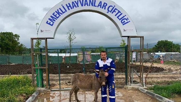 Köpeklerin saldırdığı eşek, Emekli Hayvanlar Çiftliğine yerleştirildi