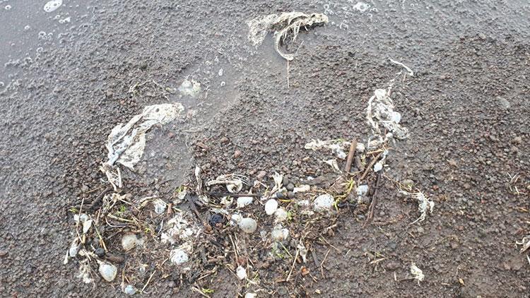 Süphan Gölünde tedirgin eden balık ölümleri