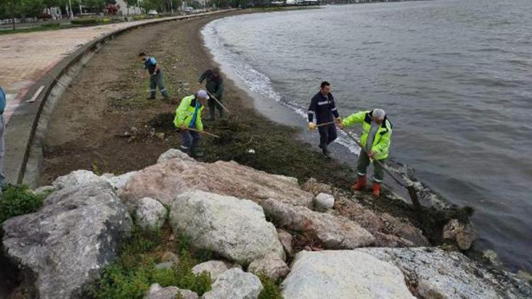 Kocaeli’nde sahillere vuran yosunlar temizlendi