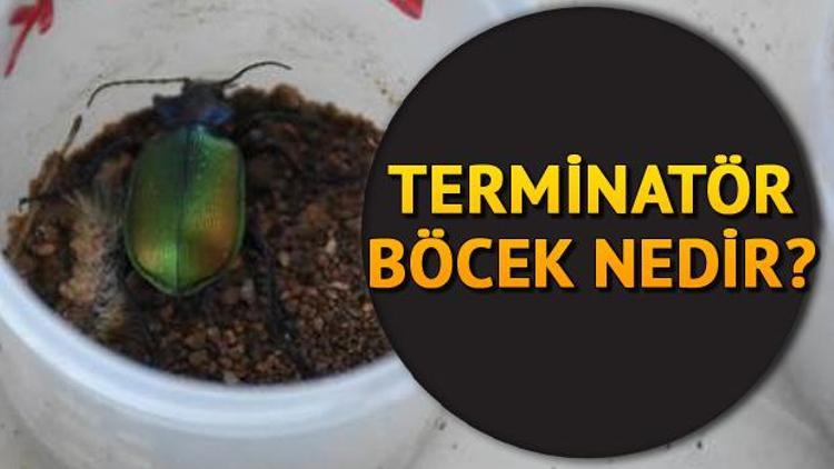 Terminatör böcek nedir