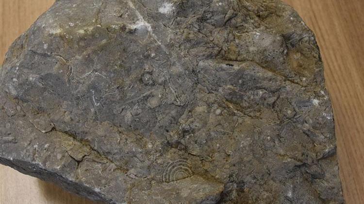 40 milyon yıllık taşta deniz canlılarına ait fosiller bulundu