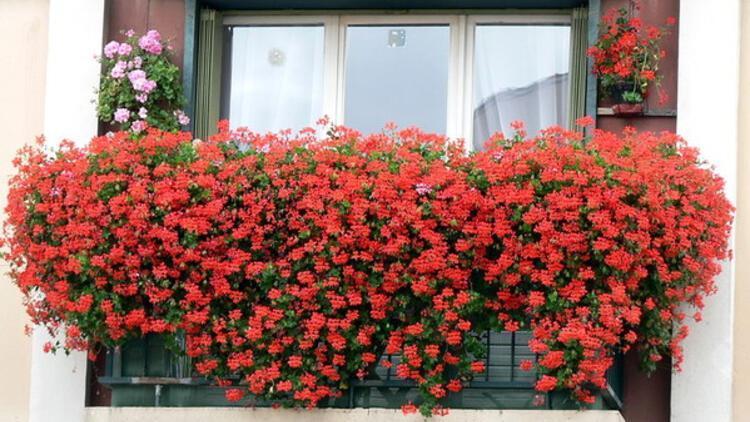 Balkonlar ve pencere önleri çiçek bahçesine dönsün…