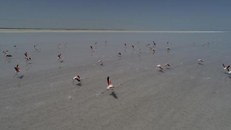 Tuz Gölü, 21 bin flamingoya ev sahipliği yapıyor