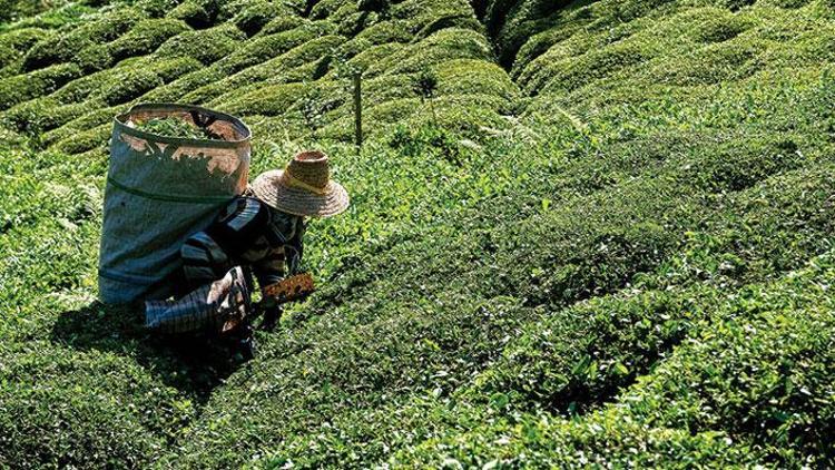 Çay üreticileri nasıl izin belgesi alacak Bakanlık detayları açıkladı
