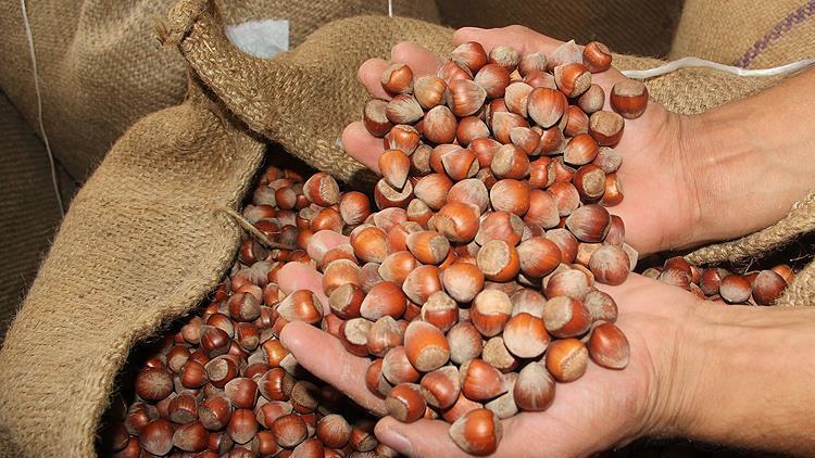 TMOnun piyasaya fındık satışına, sektörden olumlu yaklaşım