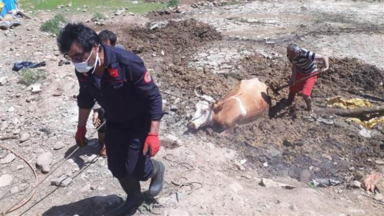 Bingöl’de çamura saplanan inek kurtarıldı