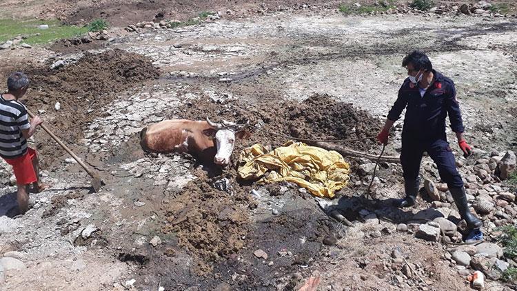 Balçığa giren inek 1 saatte kurtarıldı