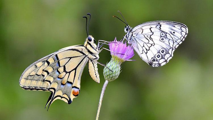 Bahar kelebeğin kanatlarında