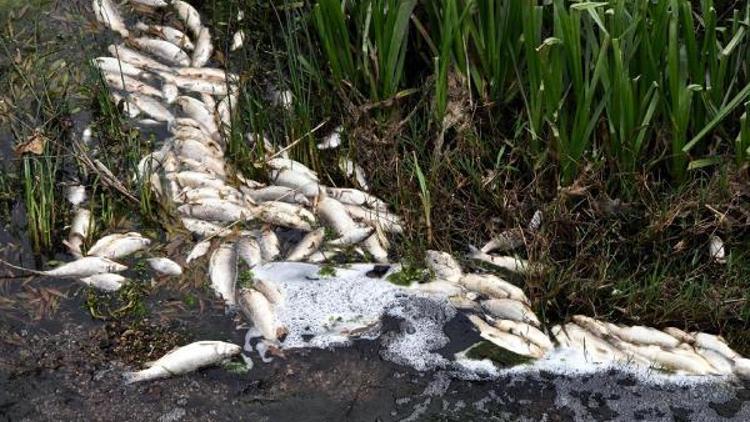 Tekirdağ’ın Karakarlı Deresi’ndeki balık ölümleri endişelendiriyor