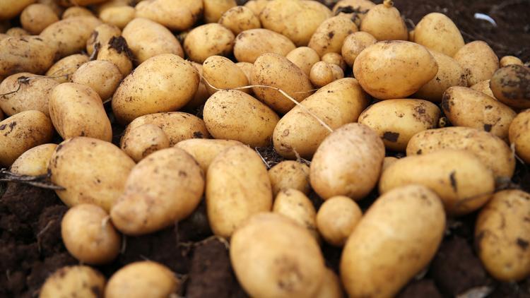Patateste 50 bin tonluk dış satım izni üreticileri sevindirdi