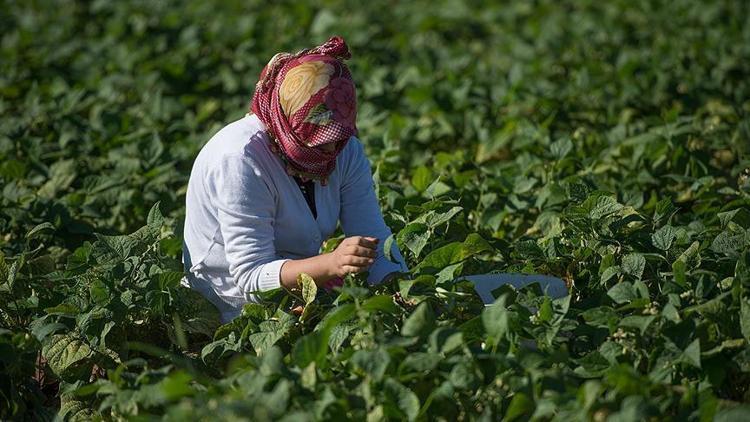 Suya kavuşan Suruç Ovası hem tarıma hem de yöre halkına hayat verdi