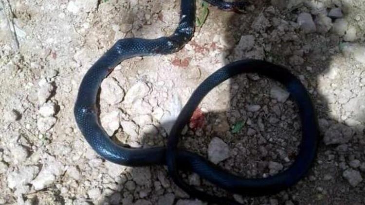 Şahmeranda 2 metrelik yılan ortaya çıktı
