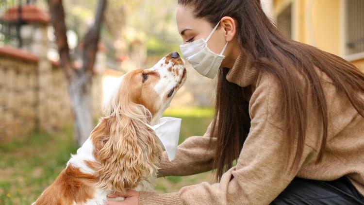 Köpekler virüsün kokusunu alabilir mi