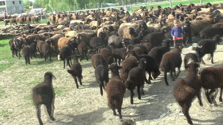 Kuzuların, anneleriyle buluşmasında renkli görüntüler