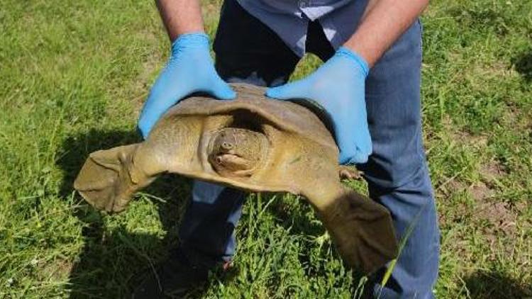 Diyarbakırda jandarma nesli tükenmekte olan Fırat kaplumbağası buldu