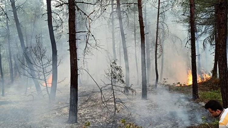Bursada orman yangını büyük çapta zarara yol açtı