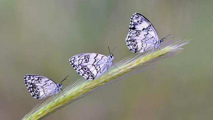 Kelebek etkisi nedir Edward N. Lorenzin meşhur kelebek etkisi örneği