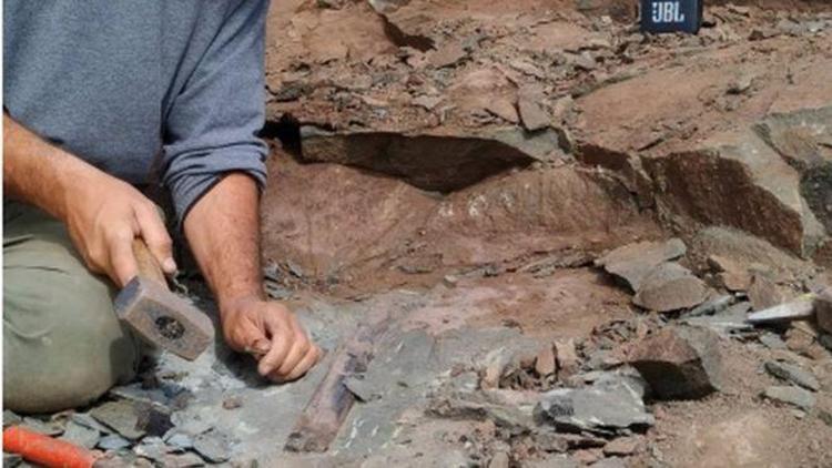 Arjantinde 10 metrelik dev dinozor fosili bulundu