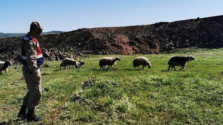 Elazığda kayıp koyunlar 9 saat sonra bulundu