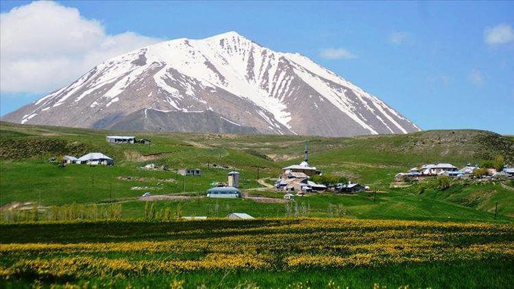 Karla kaplı Kösedağın düğün çiçekleri göz kamaştırıyor