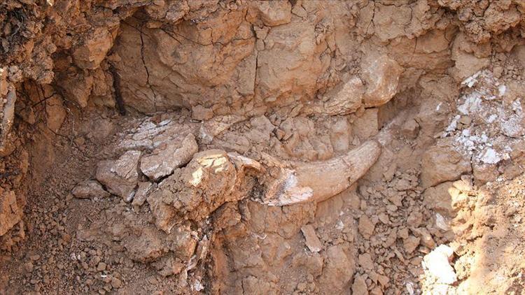 Meksikada 60ın üzerinde mamuta ait kemikler bulundu