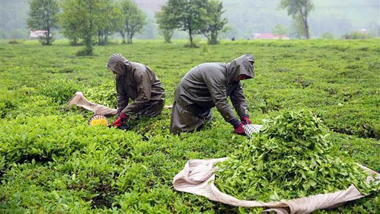 Rizeye gelen 6 bin 420 çay üreticisine Kovid-19 testi yapıldı