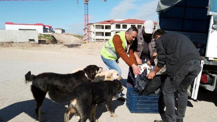 Sokağa çıkma kısıtlamasında Bolu Belediyesi sokak hayvanlarını besledi