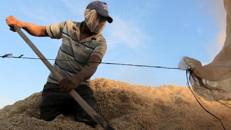 Türkiyenin ilk buğday hasadı Dalaman TİGEMde başladı