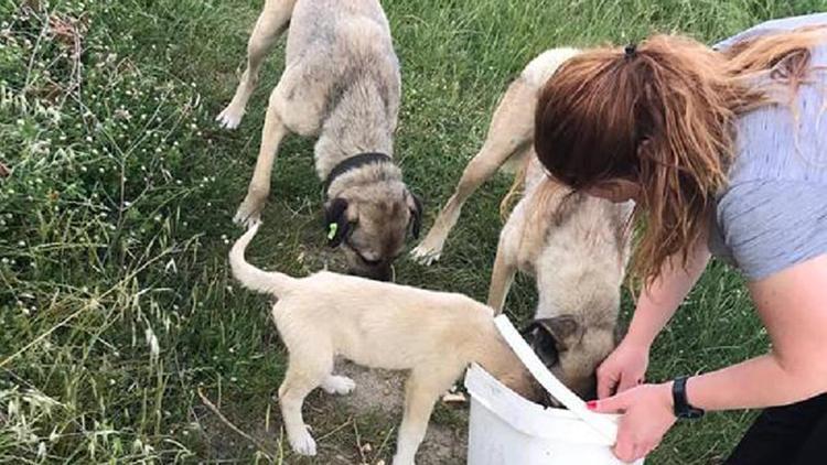 Geliboluda kısıtlamada sokak hayvanları unutulmadı