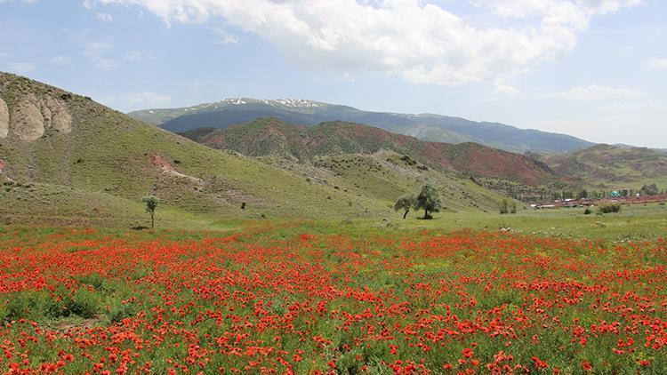 Oltuda gelincikler ovayı kırmızıya boyadı