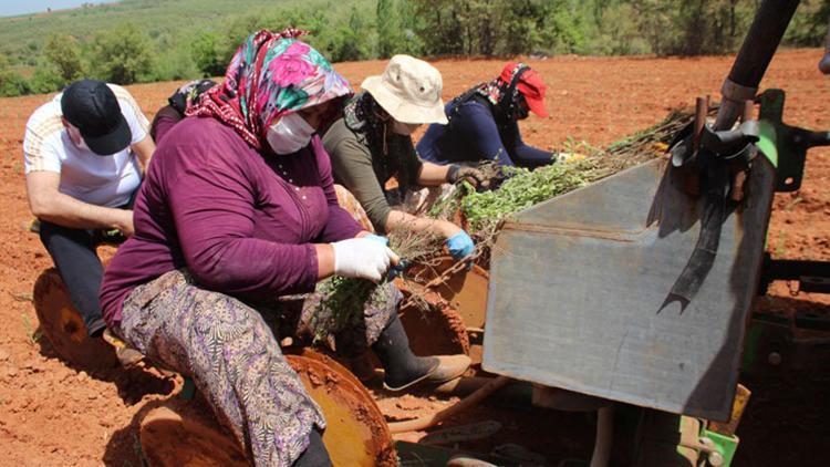 Beyşehirde kadın eliyle kekik üretiliyor